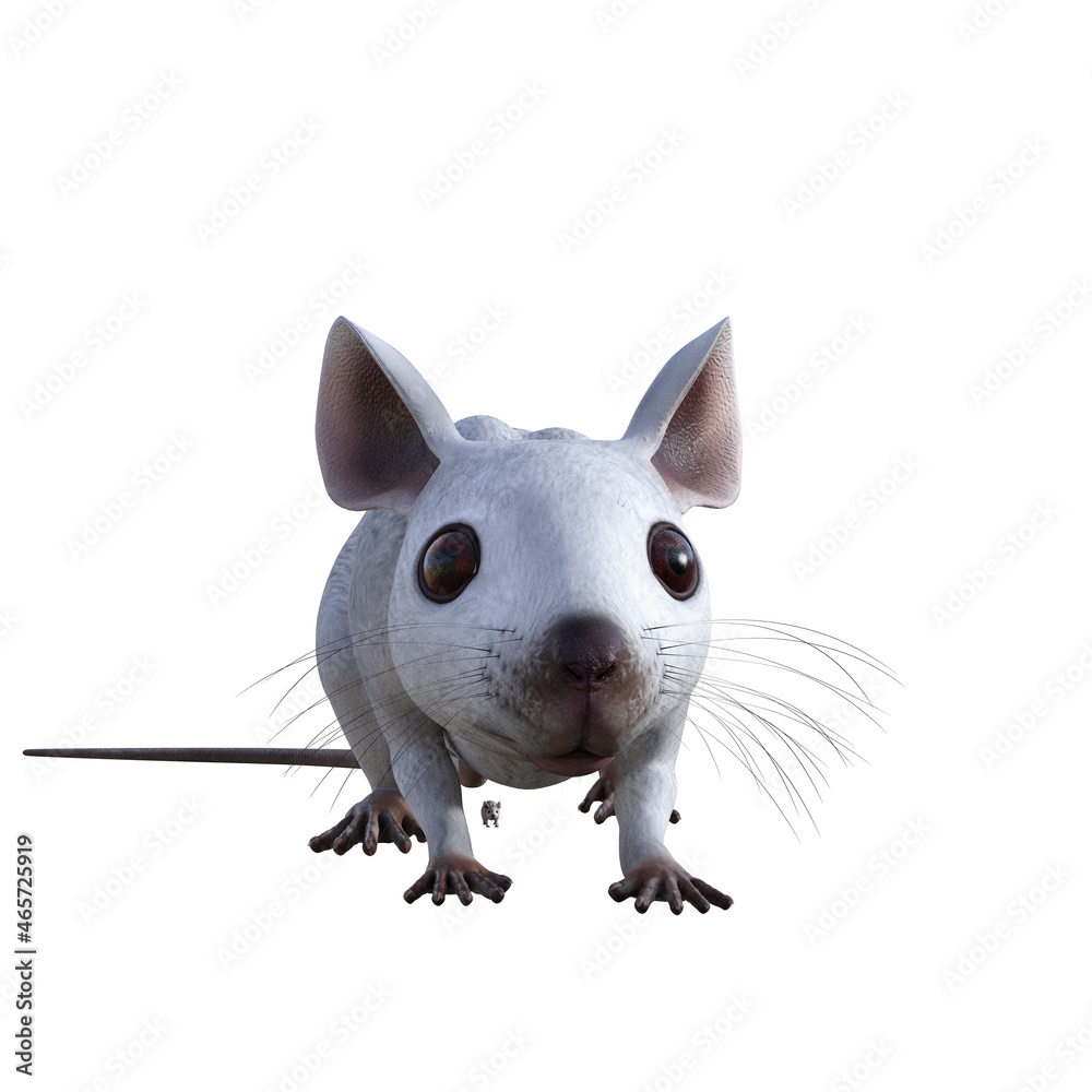 mouse on white background