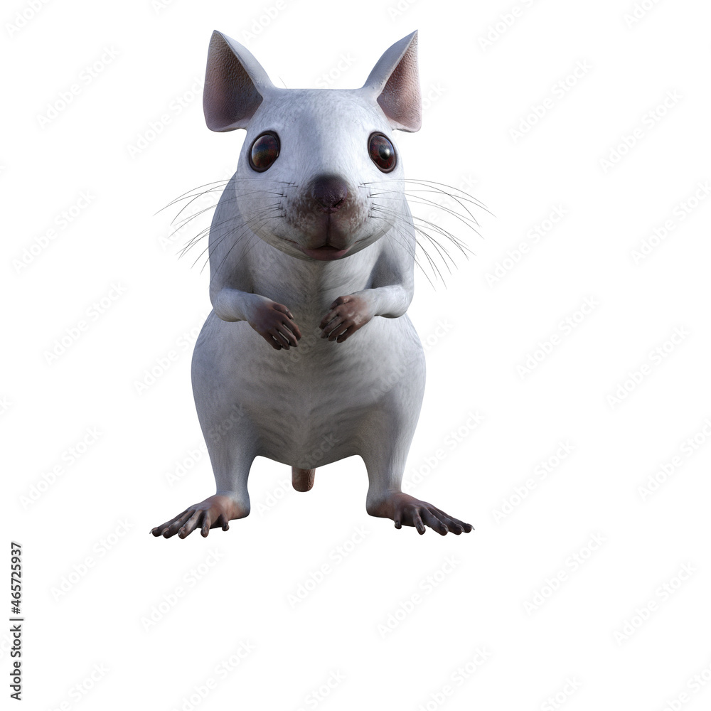 mouse