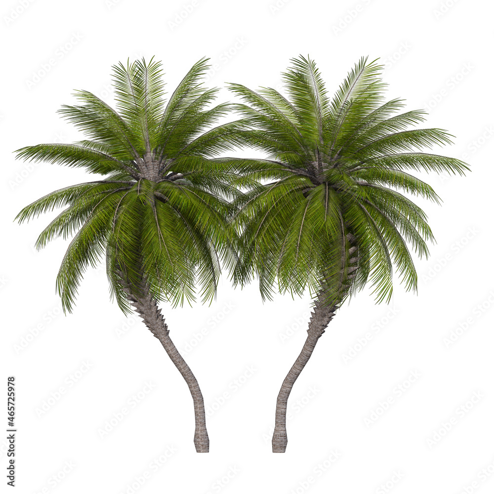 palm tree silhouette