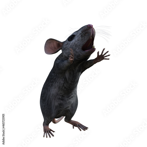 Obraz na płótnie black rat w salonie
