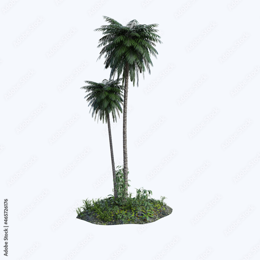 palm tree isolated on white