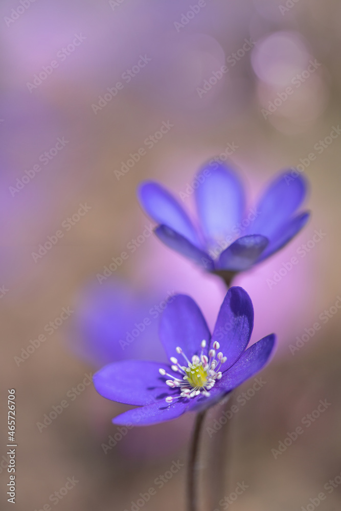 Blue common hepatica flowers (Hepatica nobilis). Blue common hepatica flowers (Hepatica nobilis).