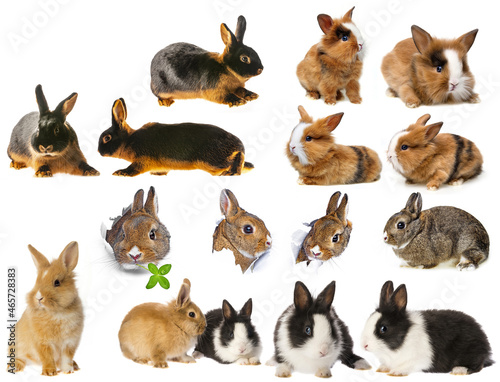 rabbits - set , collection
