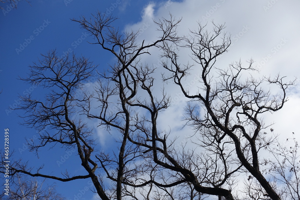 Cloudy sky and leafless branches of black locust in February Cloudy sky and leafless branches of black locust in February