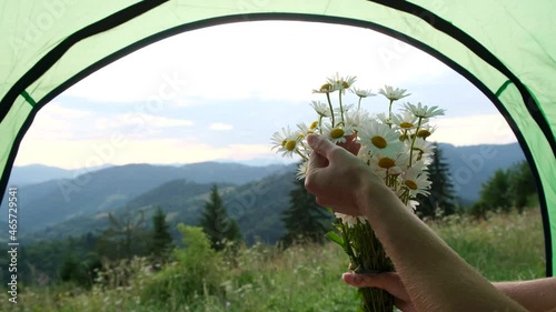 Summer chamomile, a bouquet of white daisies in a woman's hand.  photo