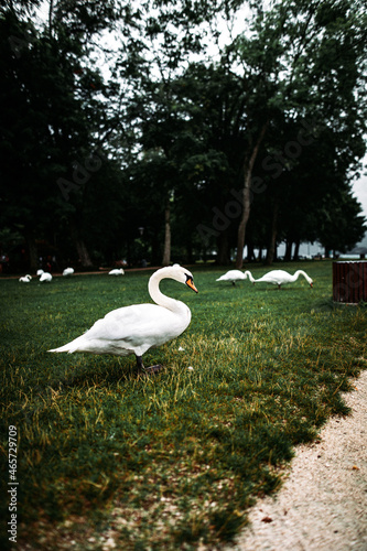 Vertical shot of a flock of swans Lake Atter coast, Austria photo