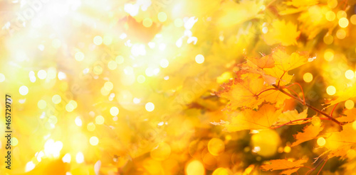 Autumn orange leaves over blurred sky, autumn nature background with bokeh
