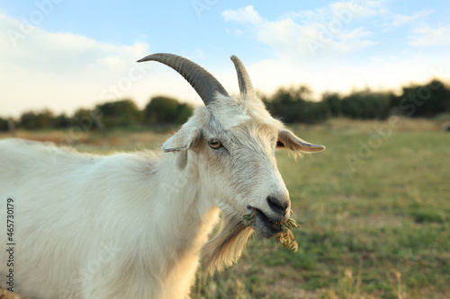 White goat grazing on pasture. Animal husbandry