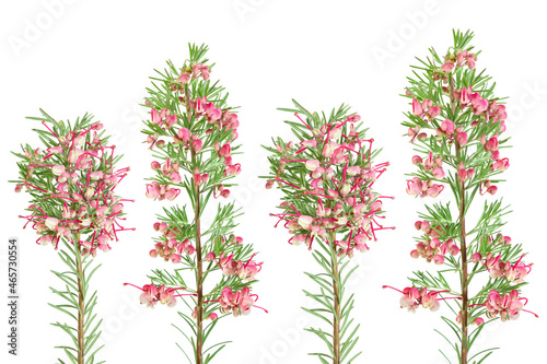 beautiful branches of a bush with flowers rosemary grevillea (Grevillea rosmarinifolia) isolated on a white background