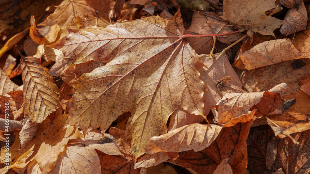 In autumn, the plants once again show themselves in bright colours; Im Herbst zeigen sich die Pflanzen noch einmal in bunten Farben In autumn, the plants once again show themselves in bright colours; Im Herbst zeigen sich die Pflanzen noch einmal in bunten Farben