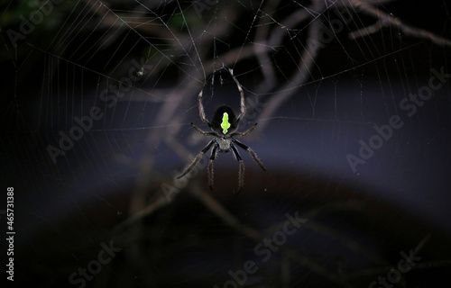 Garden spider with bright green pattern amazing arachnid
