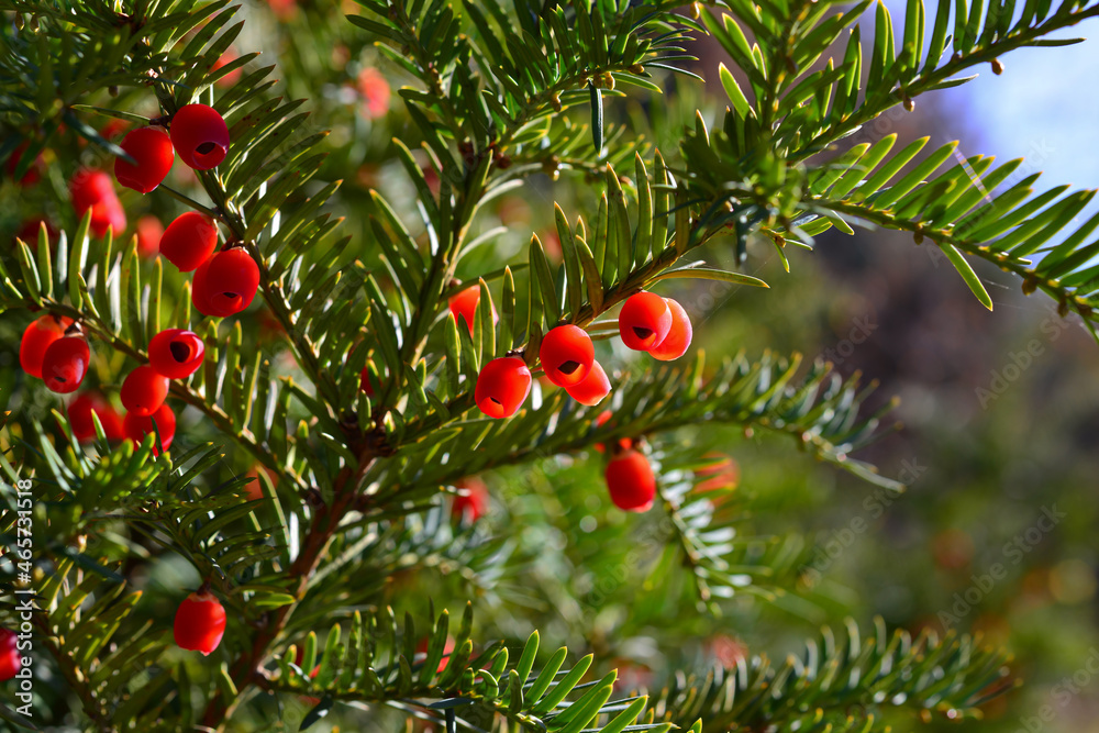 Red berries growing on evergreen yew tree in sunlight, European yew tree