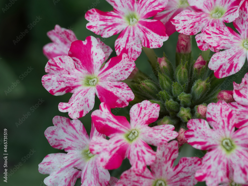 Obraz premium Verbena flowers, close-up shot. An inflorescence of small flowers with variegated red and white petals.