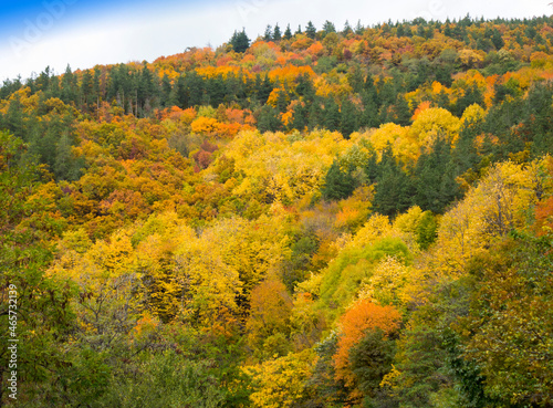 Fototapeta Naklejka Na Ścianę i Meble -  autumn color in Stara Planina in Bulgaria_2