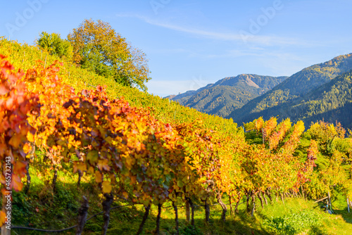Colorful vineyard  vine leaves  in autumn of white and red grapes