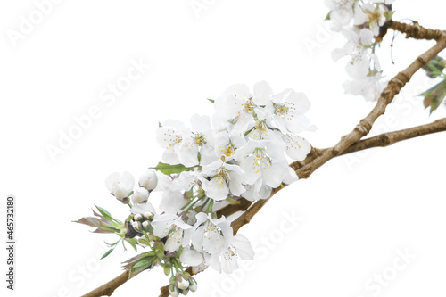 Blossoming fruit branch isolated on white background.