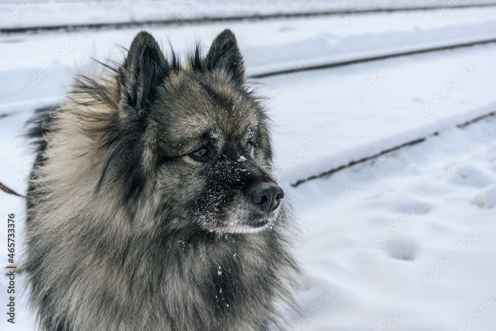 Cute fluffy Keeshond breed dog walking in the snow in winter Cute fluffy Keeshond breed dog walking in the snow in winter