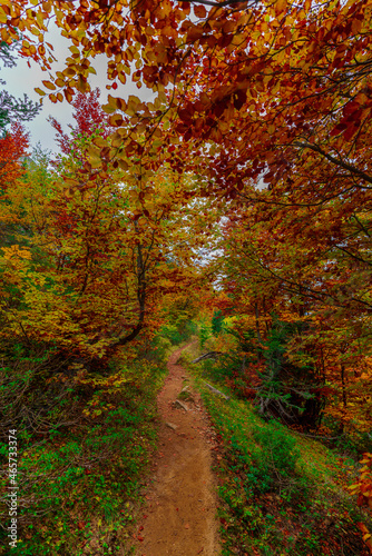 Bosque en otoño lleno de colores