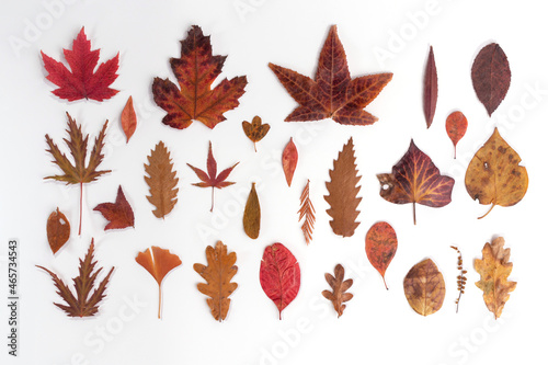 set of different red autumn leaves on white background