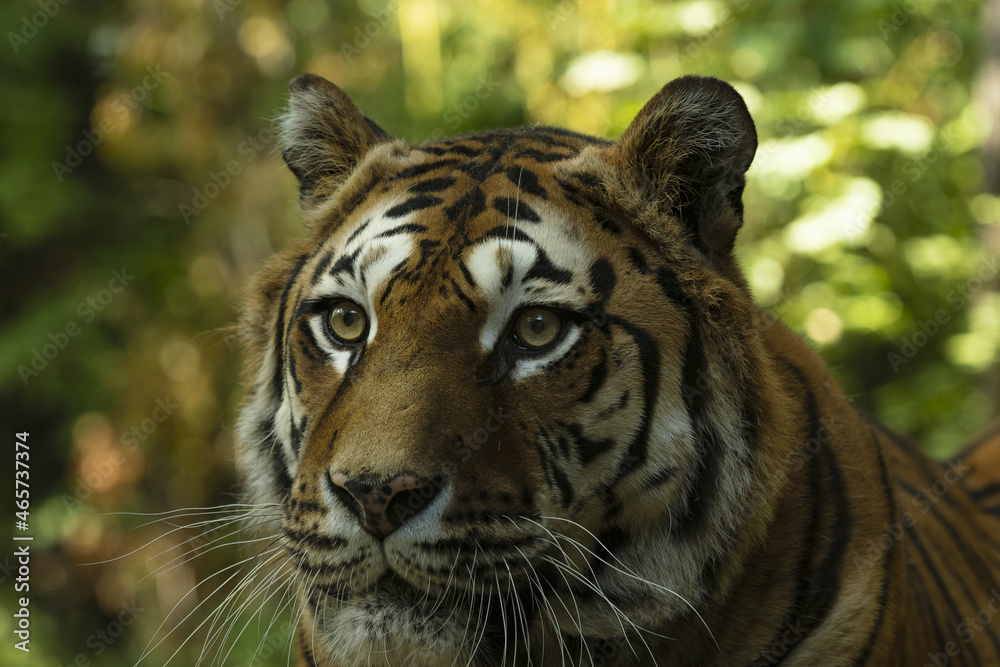 Fototapeta premium close up of asian tiger 