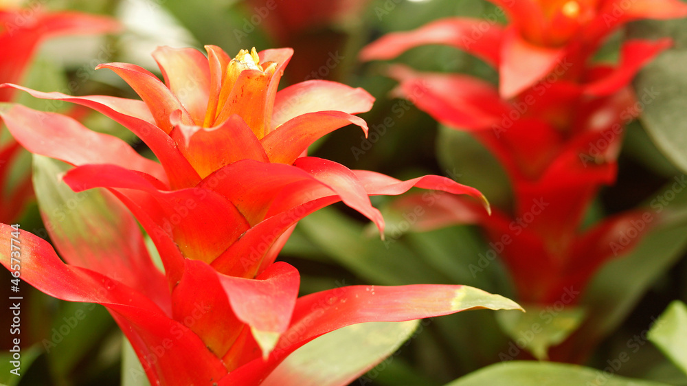 Fototapeta premium Guzmania, tropical plant.
