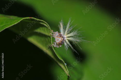 natural Passionvine hopper insect macro photo