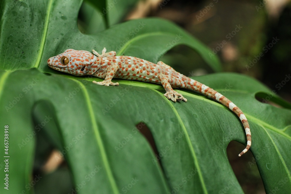 A gecko is on a green leaf