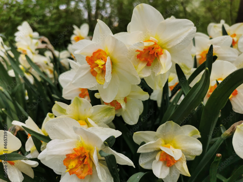 Naklejka premium A white daffodil with a bright orange center on a flower bed in a park on Elagin Island in St. Petersburg.