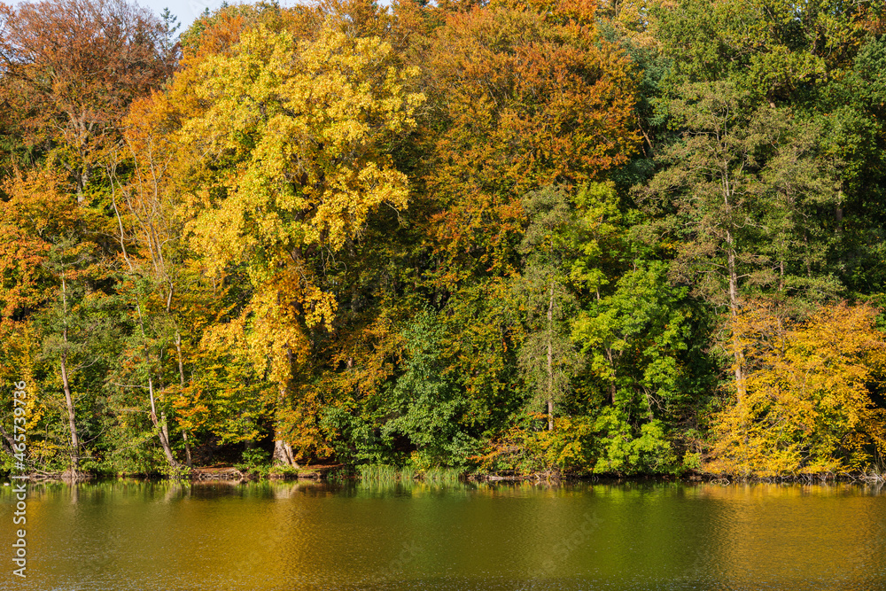 Fototapeta premium Ufer eines Waldsees mit altem Laubbaumbestand in buntem Herbskleid