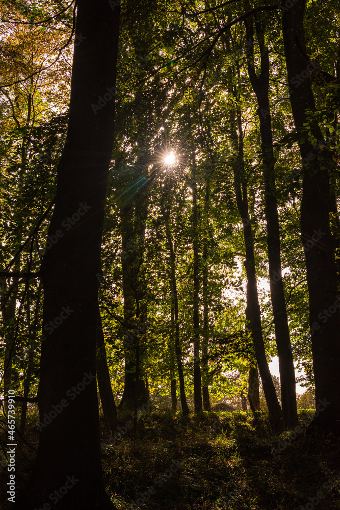 Obraz premium Gegenlichtaufnahme in einem herbstlichen Laubwald