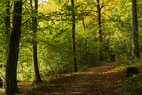 Spaziergang in einem bunten herbstlichen Laubwald © penofoto.de