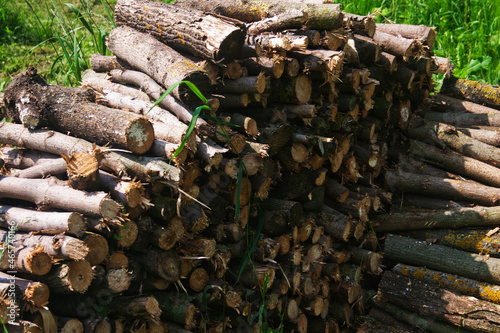 Freshly cut logs. Candid.