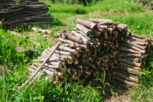 Freshly cut logs. Candid.