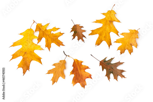 a set of red oak leaves in autumn beauty on a white background. Herbarium of Nature. Top view