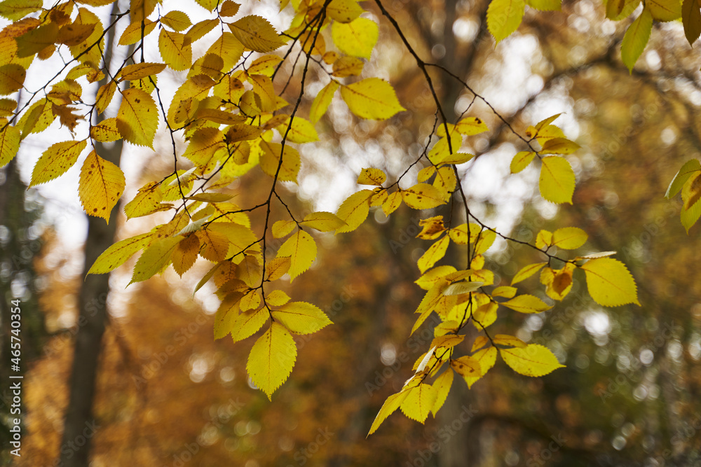 autumn yellow leaves on a branch against the sky autumn yellow leaves on a branch against the sky