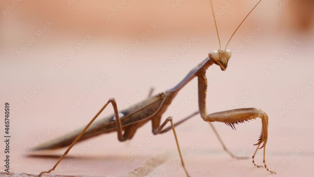 Mantis (also named praying mantis) insect close-up, macro. Concept for insects animals beauty.