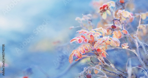 Fotografia autumn leaves and rose hips in frost crystals on  sunny morning