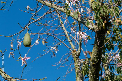 Fruit hanging from the branches of a ceiba tree photo