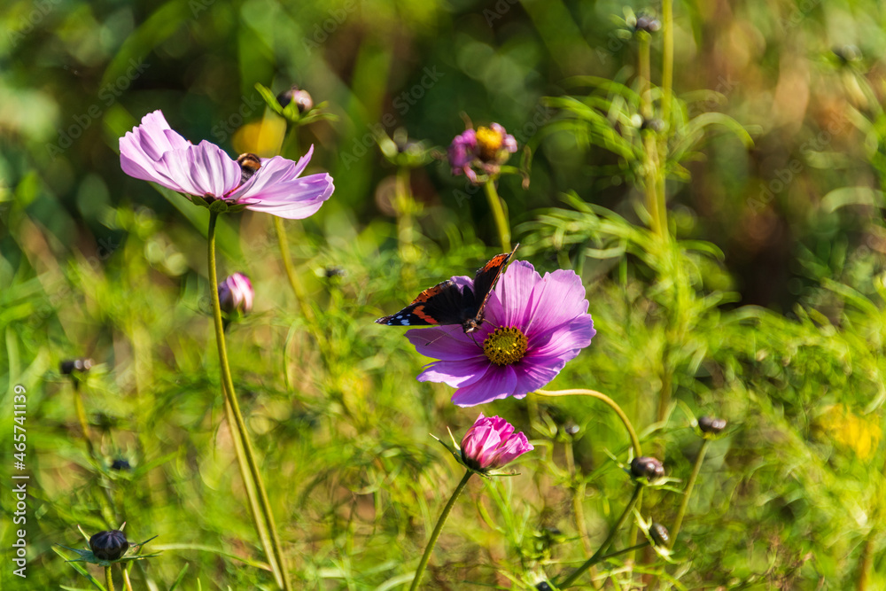Ein Schmetterling der Gattung Admiral auf einer Blüte im sonnigen Herbst Ein Schmetterling der Gattung Admiral auf einer Blüte im sonnigen Herbst