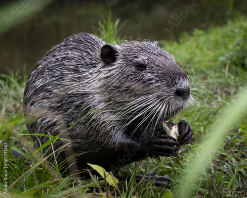 Horizontal photo of Amerrican nutria photo