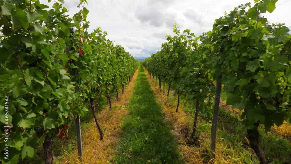 Move forward at aisle between green winery rows, stained grass under vines, weed destruction at large vineyards. Countryside of Alsace at Grand Est wine-producing region of France Move forward at aisle between green winery rows, stained grass under vines, weed destruction at large vineyards. Countryside of Alsace at Grand Est wine-producing region of France