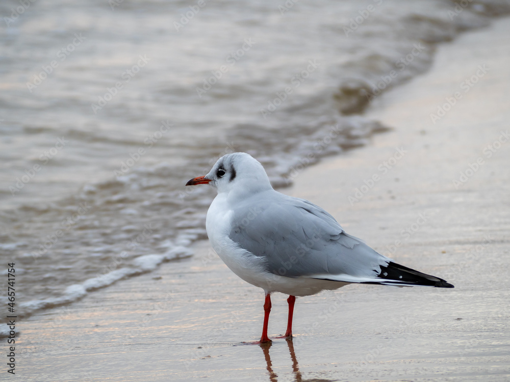 Seagull walking along the seashore. Seagull standing on the sandy beach of the sea. Seagull walking along the seashore. Seagull standing on the sandy beach of the sea.