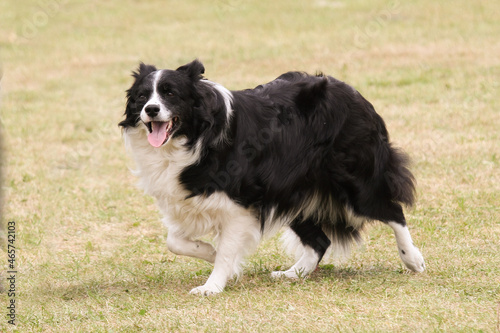 Border Collie walking on grass