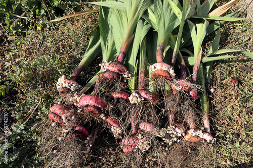 Photographie recently dug gladioli bulbs lie on the grass