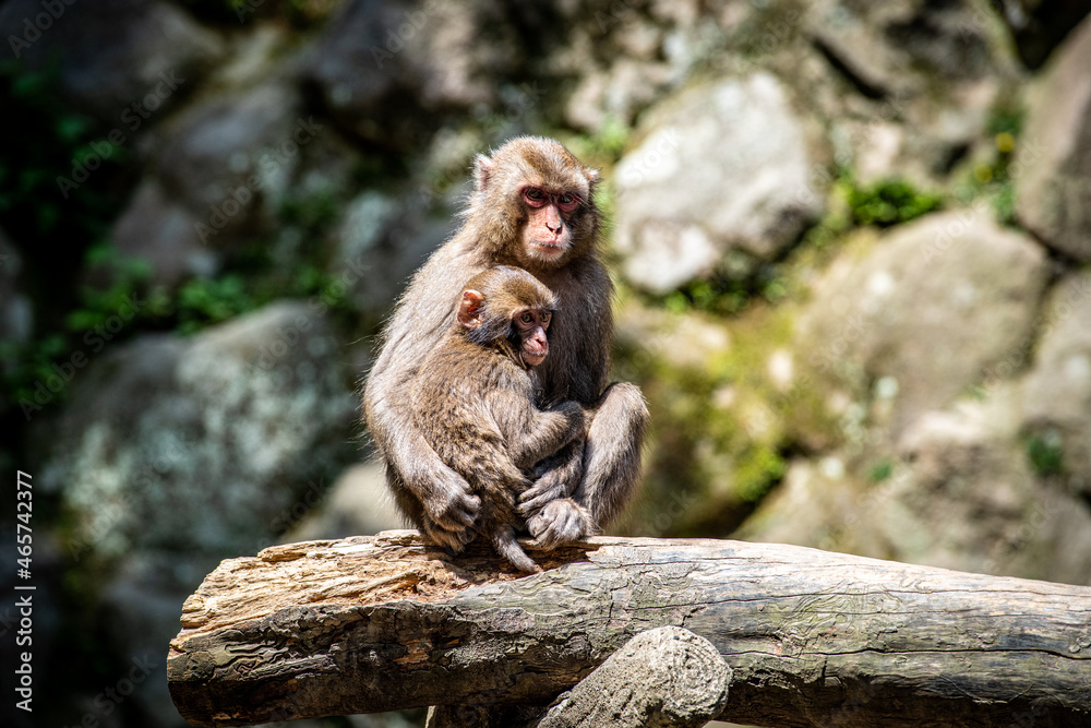 Obraz premium 親子の日本猿