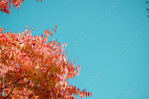 Autumn sky and red leaves. photo