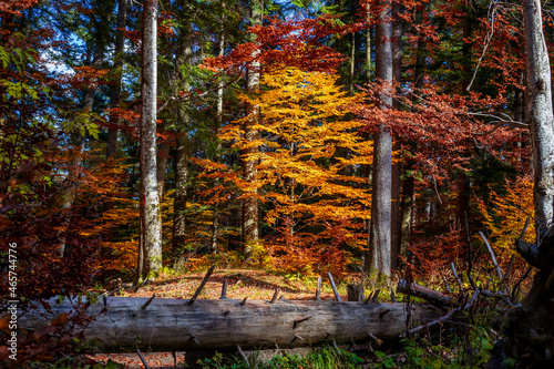 The frames of nature - the rusty trees surrounded the yellow one