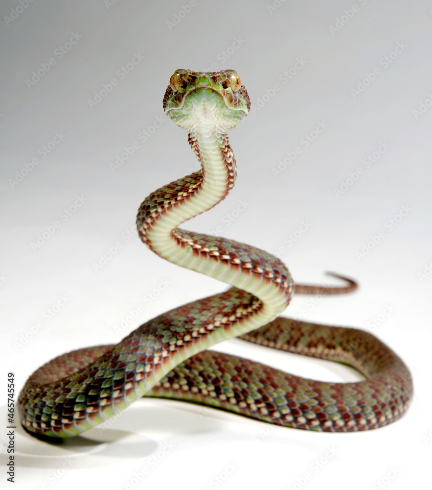 Kanburi pitviper, tiger pit viper // Bunte Bambusotter (Trimeresurus venustus / Cryptelytrops kanburiensis) - Thailand Kanburi pitviper, tiger pit viper // Bunte Bambusotter (Trimeresurus venustus / Cryptelytrops kanburiensis) - Thailand