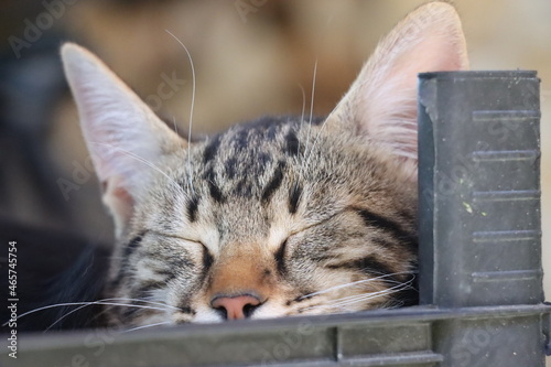 cat on the bench