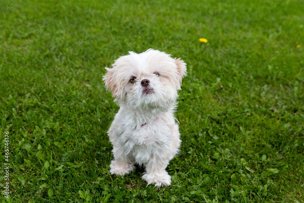 Horizontal high angle view of grumpy looking white shih tzu dog with pale blue eyes, Havre-aux-Maisons, Magdalen Islands, Quebec, Canada